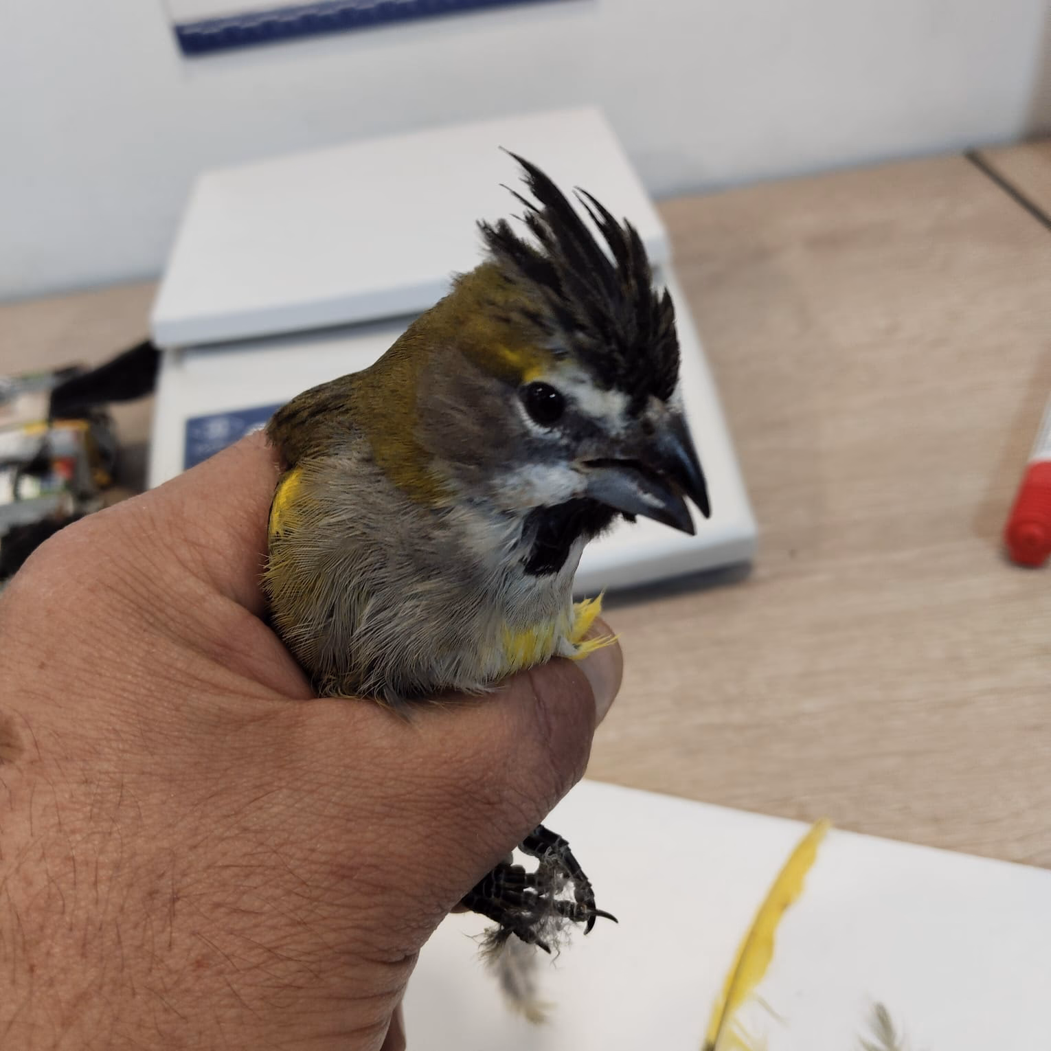 ¿Cómo se llaman los 10 pájaros?