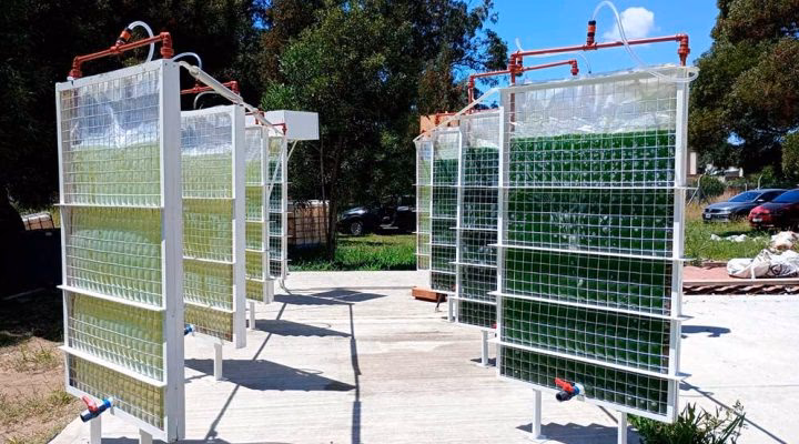 ¿Dónde se produce la energía biomasa en Argentina?