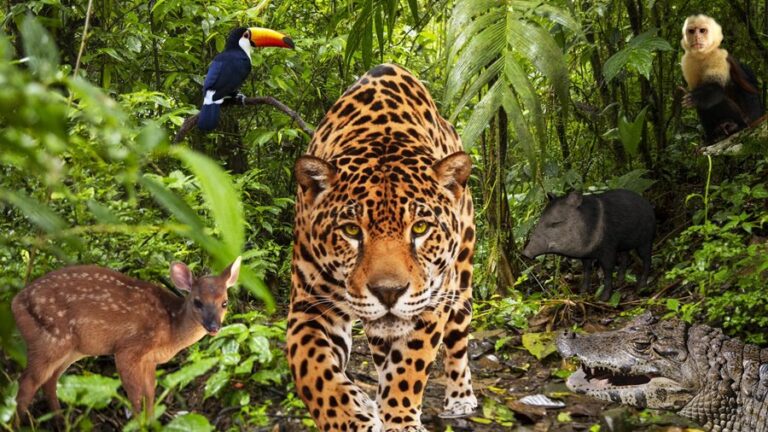 Guía para tu viaje al Parque Nacional Calilegua