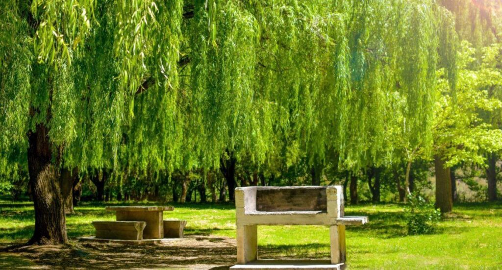 Guía para Acampar en Tupungato: Precios y Tips