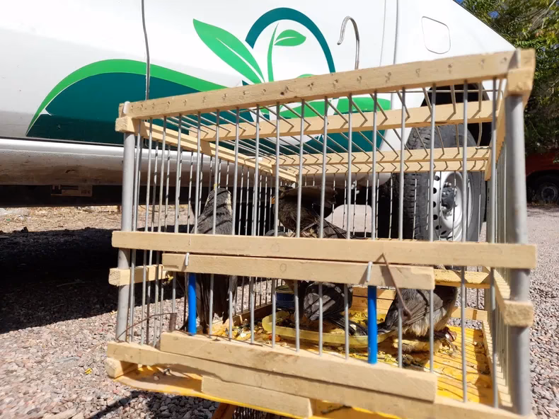 Fauna de Mendoza: Seis Especies al Borde del Abismo