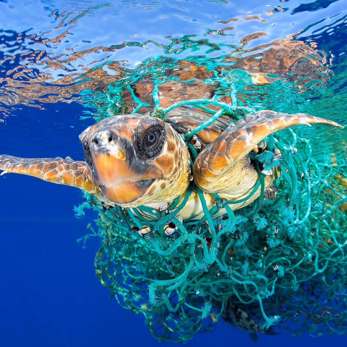 ¿Cómo podemos salvar a las tortugas de la contaminación?