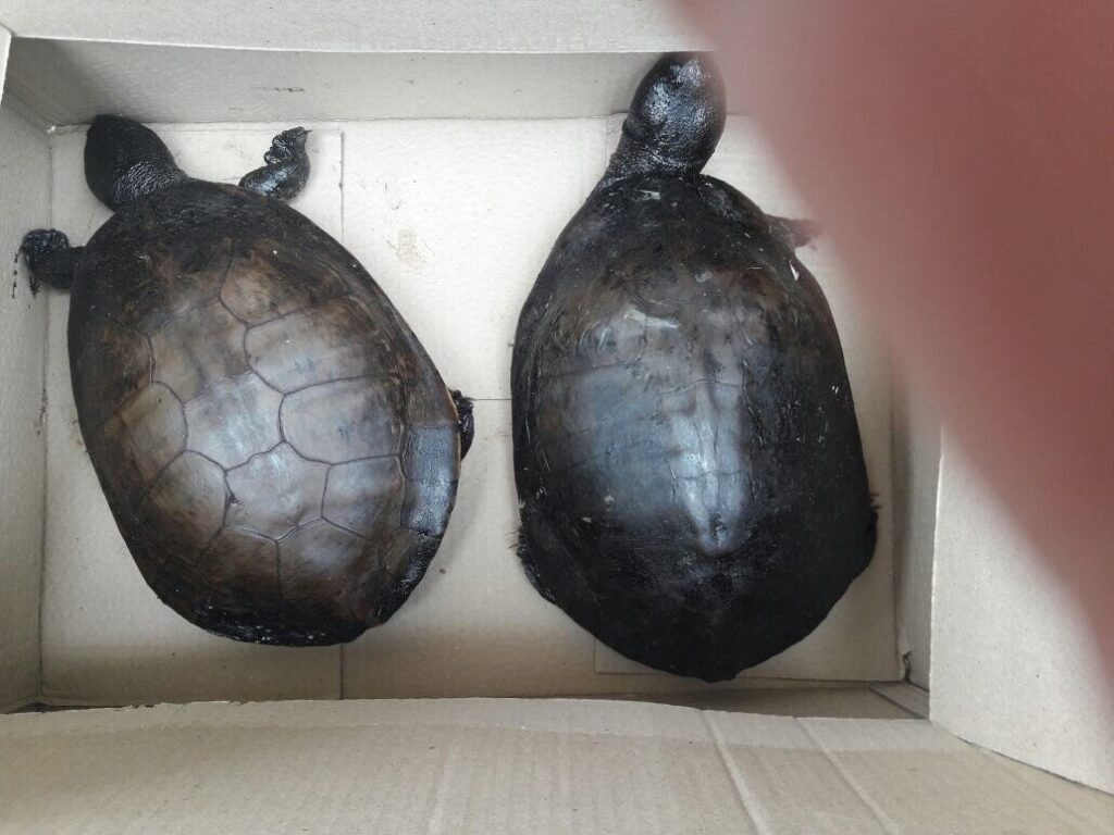 Tortugas Marinas: La Lucha Silenciosa Contra el Plástico