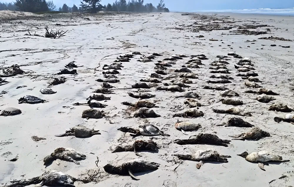 ¿Qué animal se ve más afectado por los derrames de petróleo?