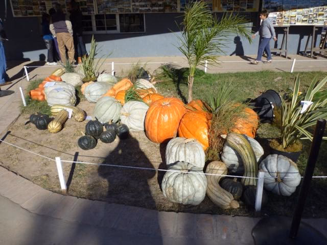 ¿Dónde se celebra la fiesta de Zapallo?