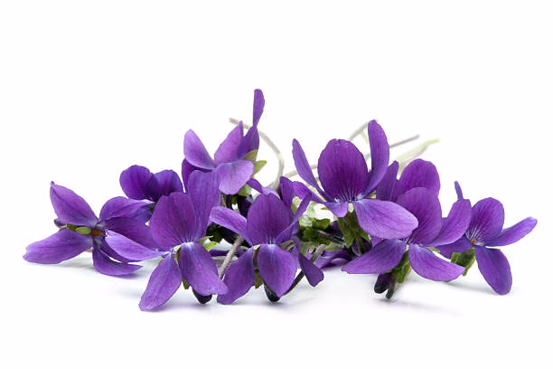 ¿Cuál es el nombre de la flor violeta?