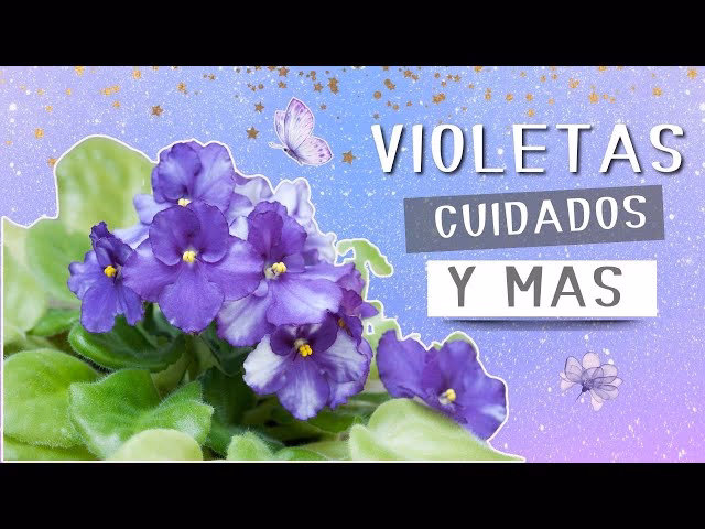 ¿Cómo se llama la planta con flor violeta?