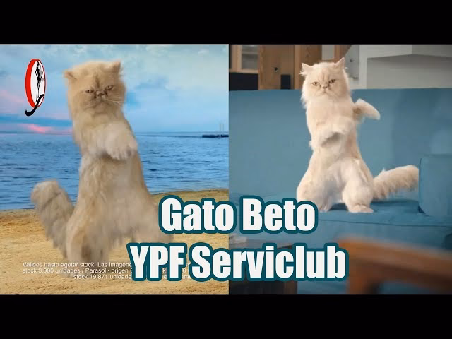 ¿Cuál es el mejor gato para los niños?