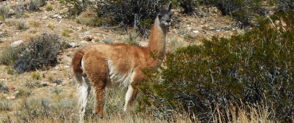¿Cuál es el animal autóctono de Argentina?