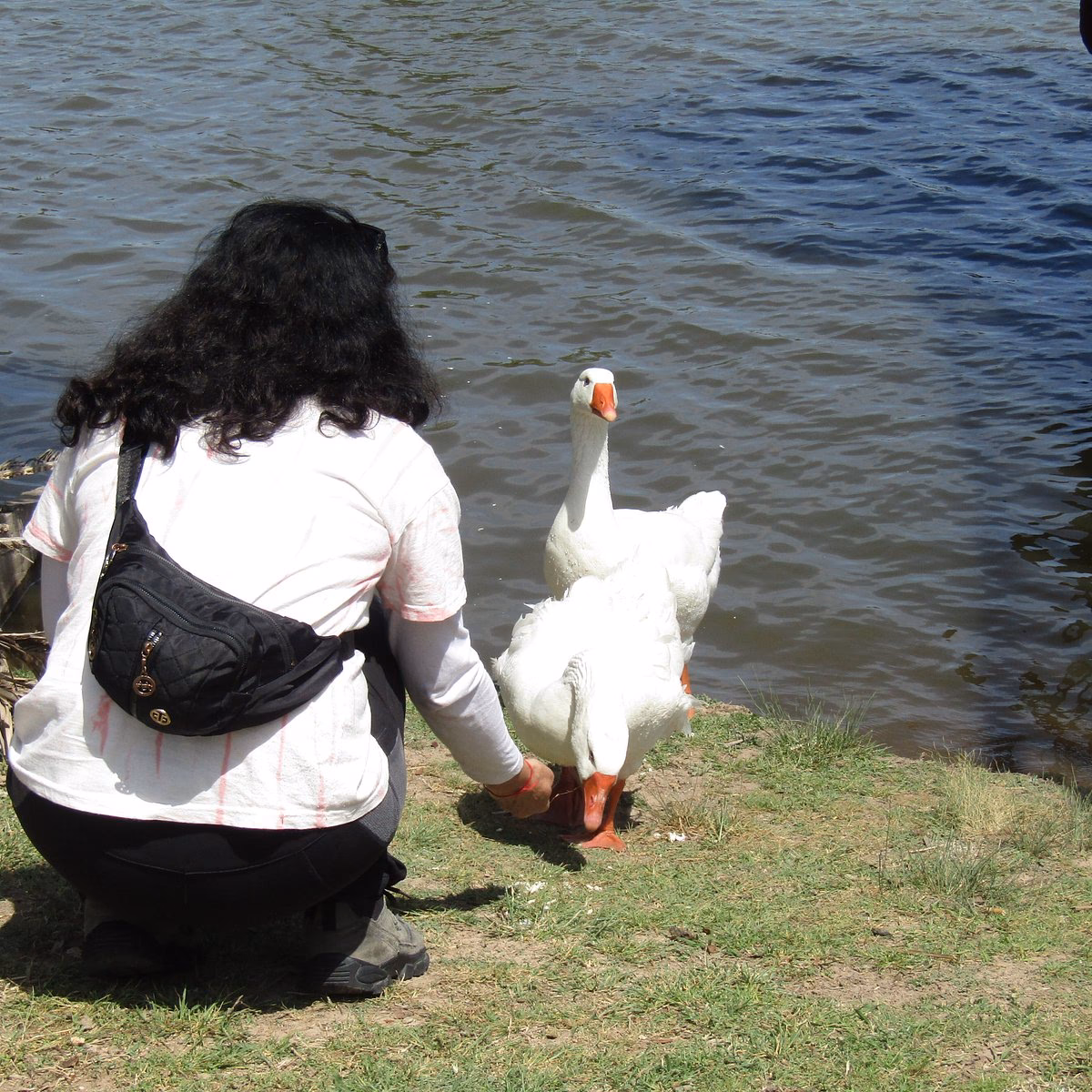 ¿Dónde vive el pato Silva?