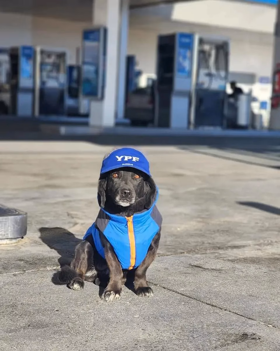 ¿Dónde pueden entrar los perros con la nueva ley?