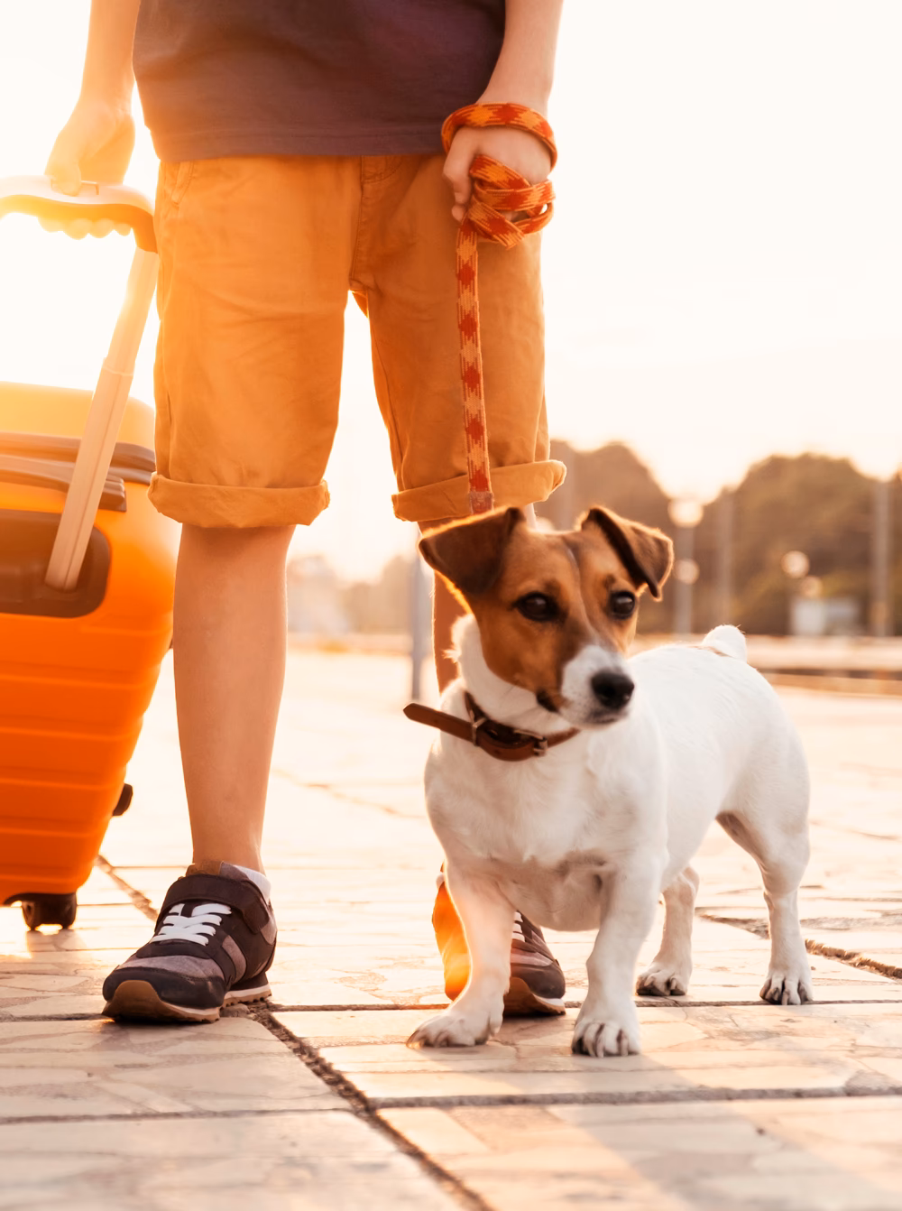 ¿Qué paradores admiten perros?
