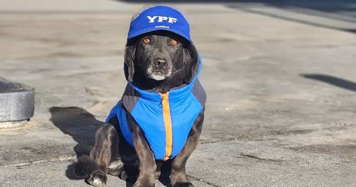 ¿Qué paradores admiten perros?