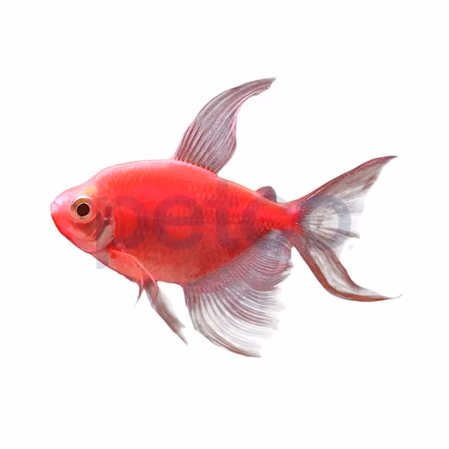 Are red eye tetras fin nippers?