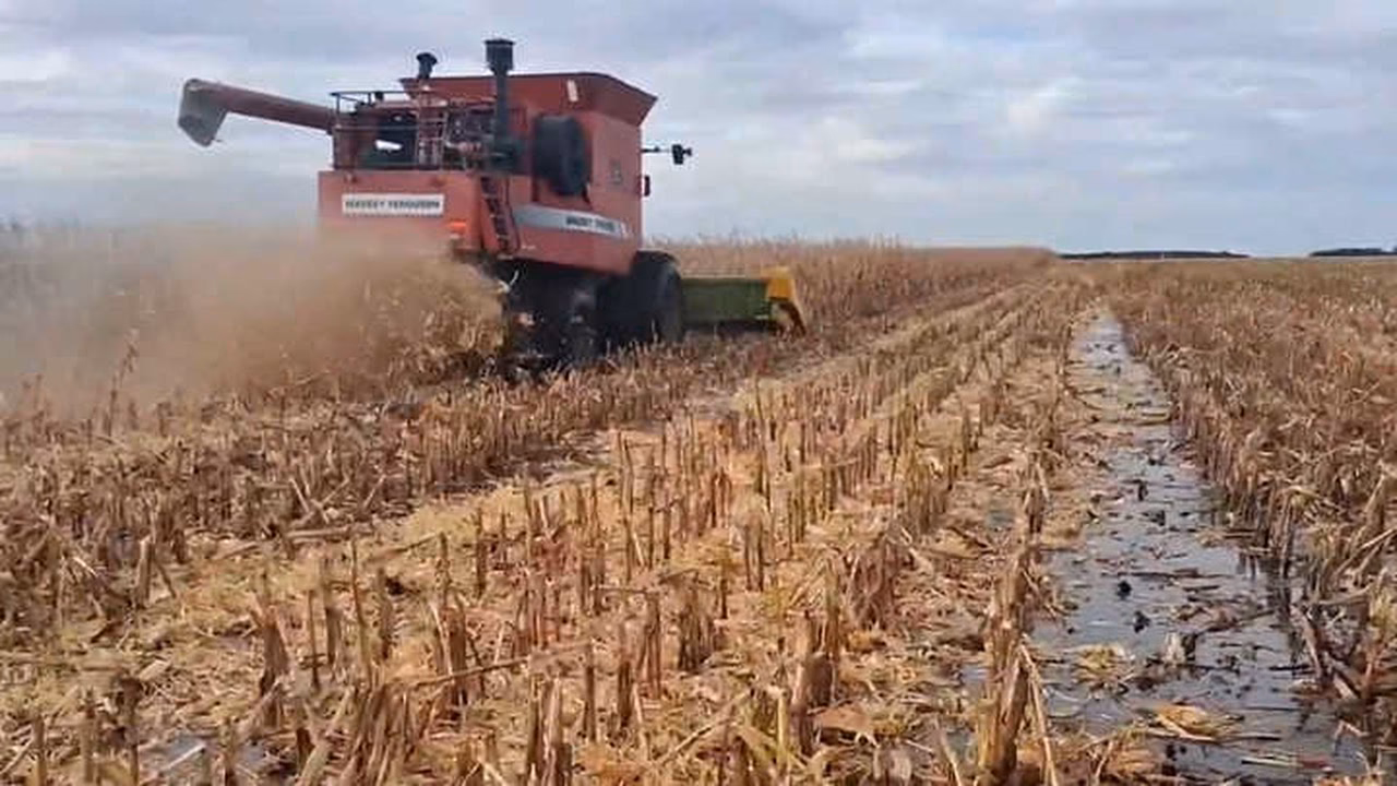 ¿Qué calibre es la bolsa para silo?