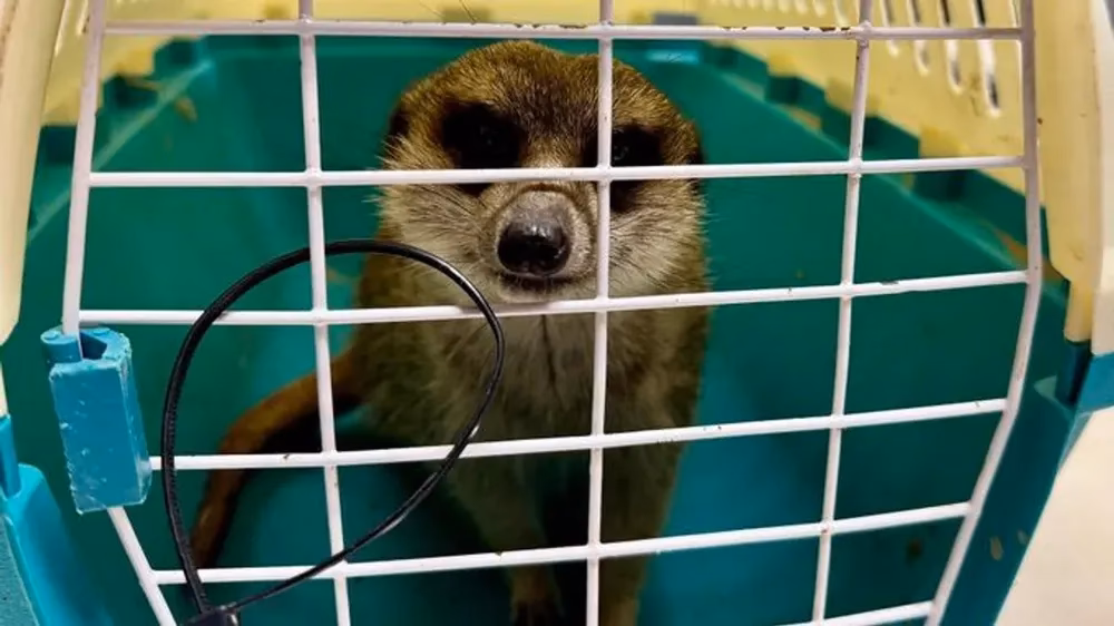 Suricatas: El Peligro de una Mascota Exótica