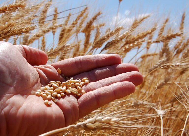 Trichoderma: El Guardián Microscópico del Cultivo