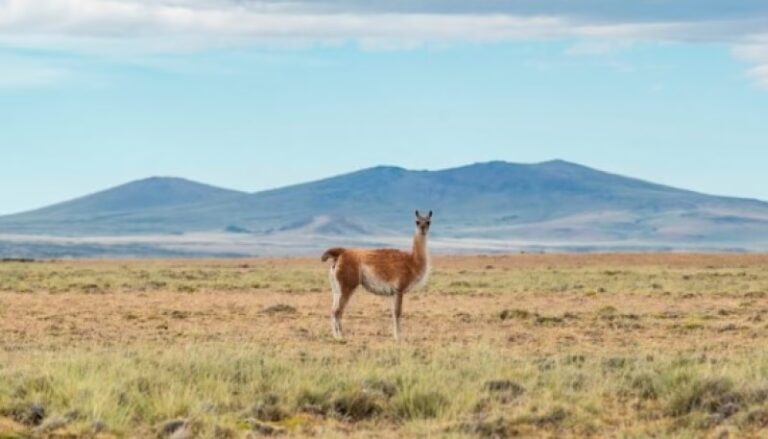 Guanaco: El Espíritu Indomable de la Patagonia