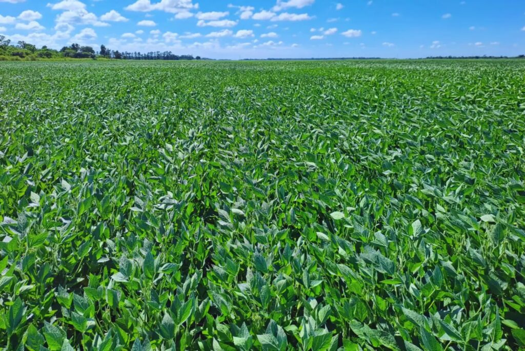 Precio de la Soja: Claves y Análisis del Mercado