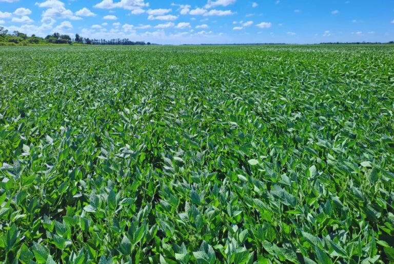 Precio de la Soja: Claves y Análisis del Mercado